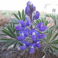 Lupinus sericeus flower